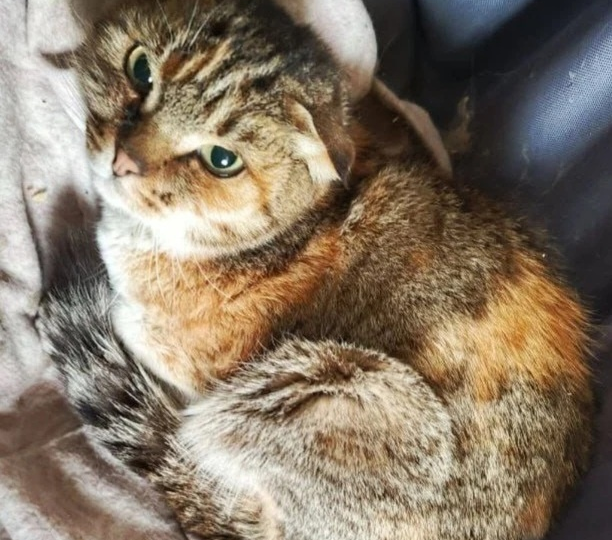 Квест - как выжить приюту и не погибнуть в мире где почти всё против тебя!? Наши закрома совсем опустели🥺 У кошек🐱 совсем ничего нет!