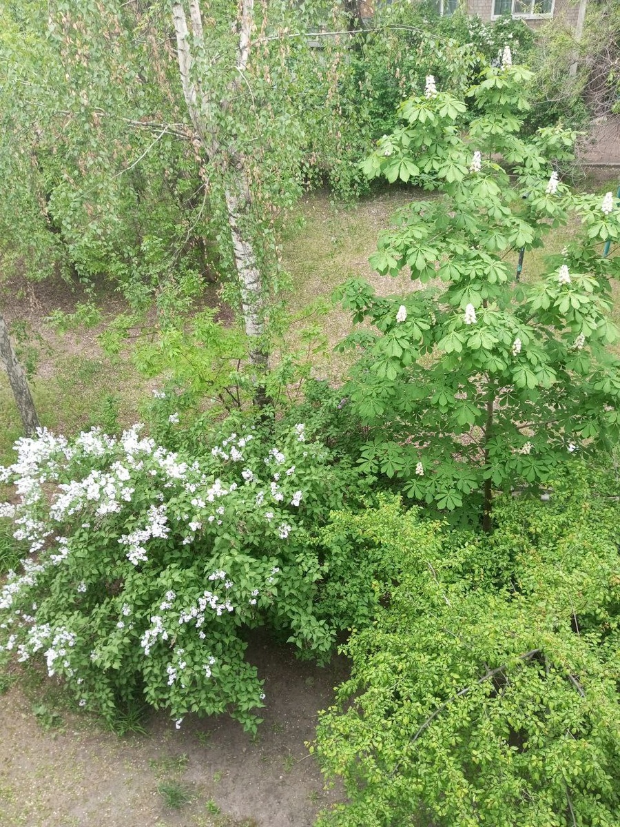 Сирень, каштан, берёза в начале лета