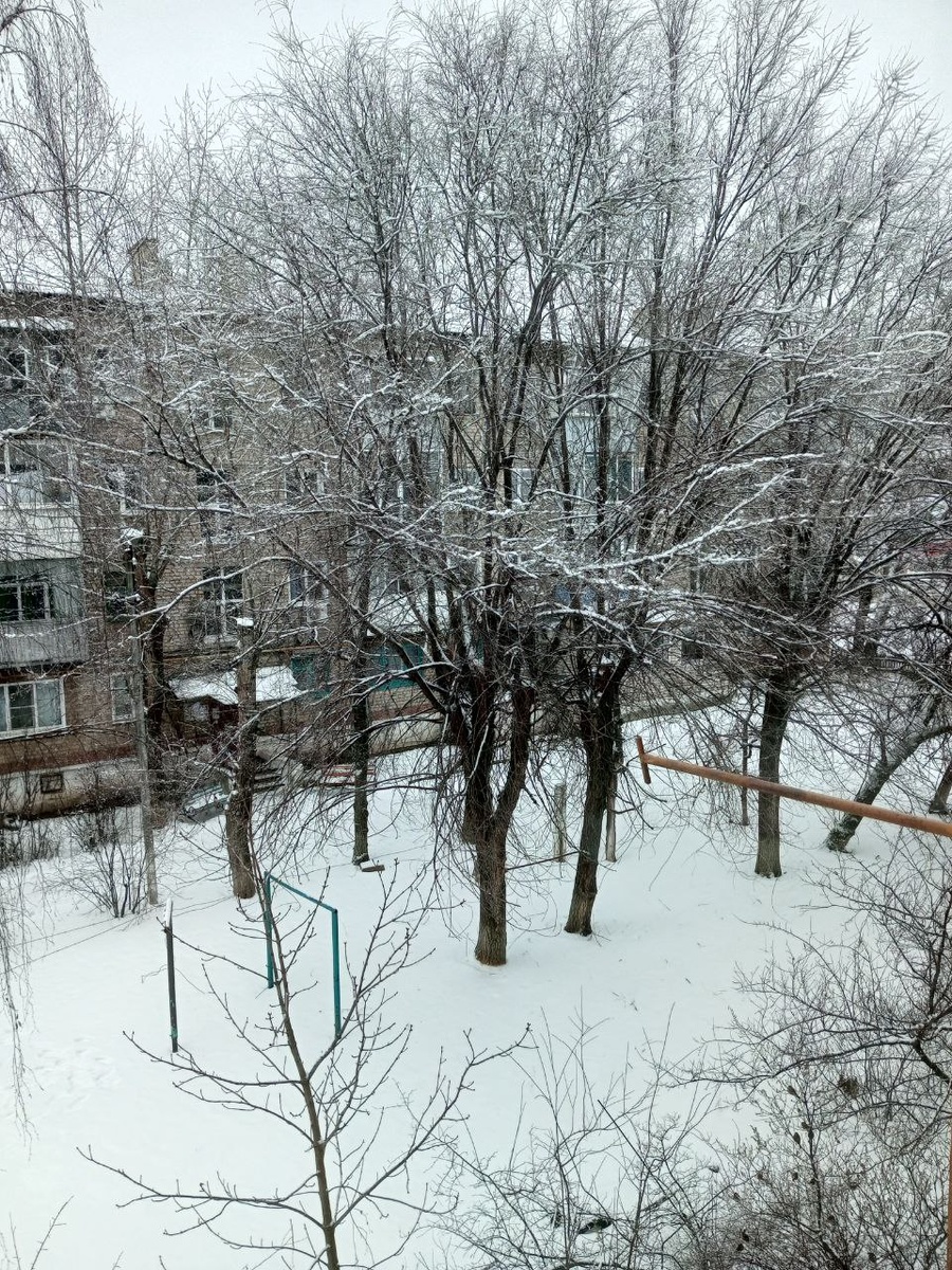 Зимний двор, снег на пышных кронах вязов. На сегодняиз всех растений на фото остались три вяза-обрубка.