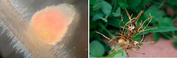 Клубеньковые бактерии порядка Rhizobiales, обитающие в корнях бобовых растений, связывают атмосферный азот и производят органические азотсодержащие вещества. Слева – корневой клубенек люцерны. © CC BY 3.0/Ninjatacoshell; Справа – корневые клубеньки на корнях клевера. © CC BY 2.0/ Foxy Tigre