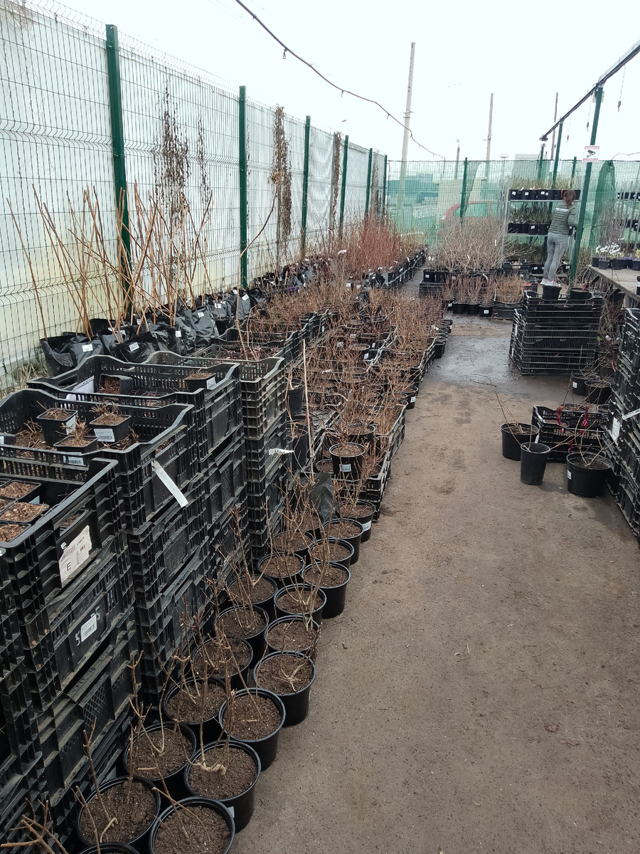 Площадка под открытым небом. Солнце, ветер, дождь - растения закаляются  в естественных условиях.