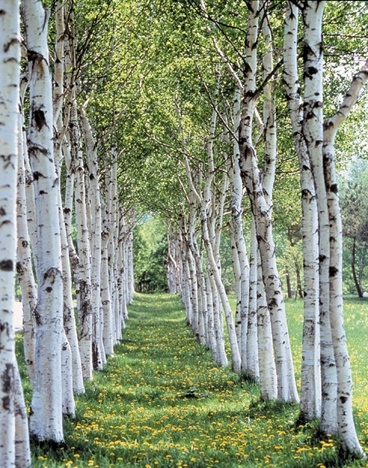 фото с сайта: https://ru.pinterest.com/pin/241435229994361988/