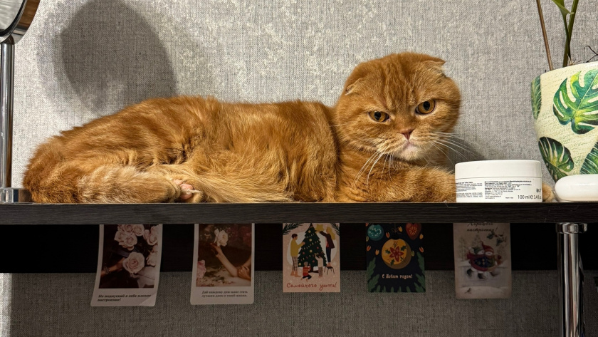    Фото progorod43.ru