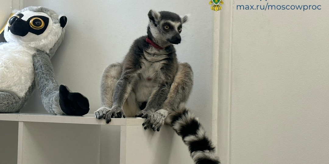 Прокуратура забрала из антикафе в Москве бедного лемура Васю
