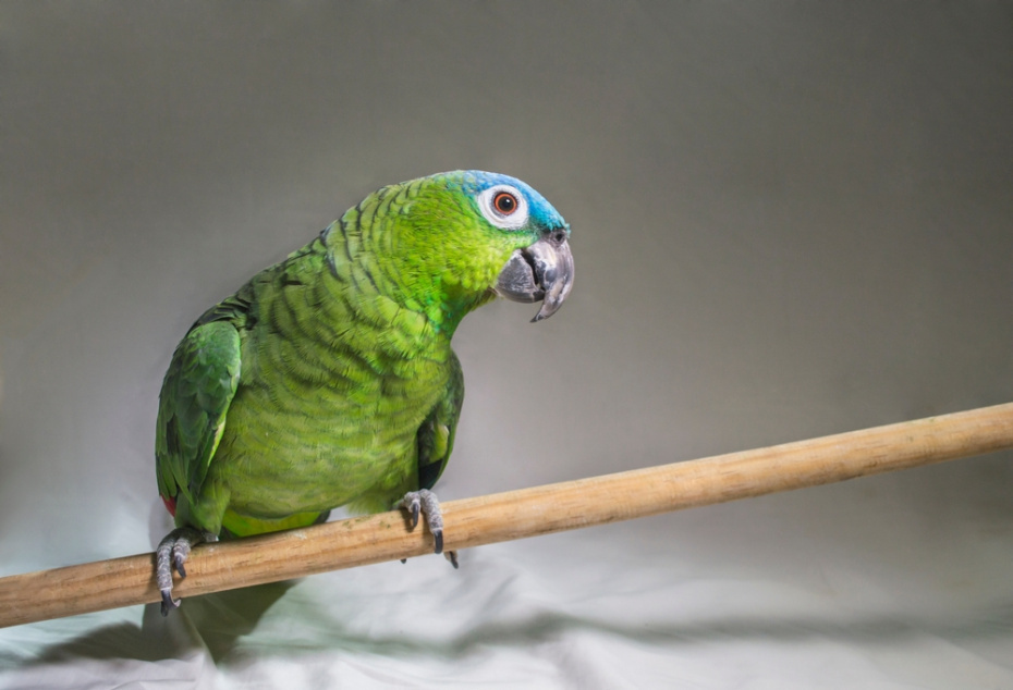    Shutterstock/FOTODOM