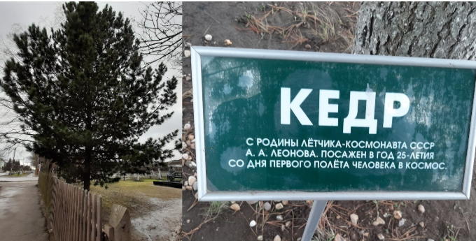 Дерево было посажено самим Алексеем Леоновым в год 25-летия первого полета человека в космос. 