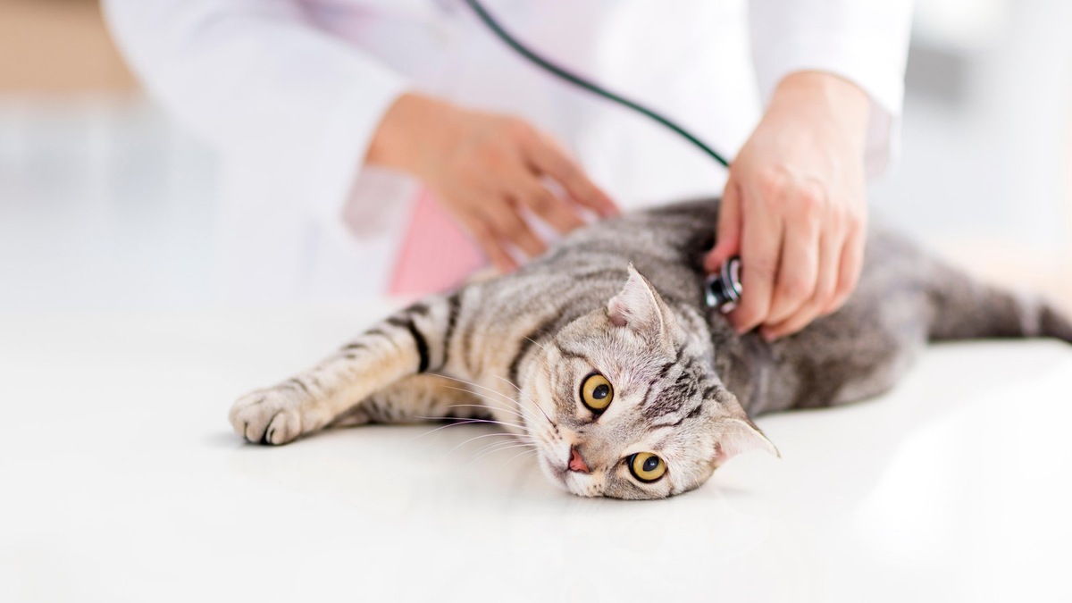    Регулярная диагностика помогает следить за здоровьем питомца и вовремя заметить изменения