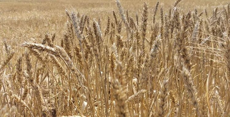    Фото: Лукьянов Дмитрий, AgroXXI.ru