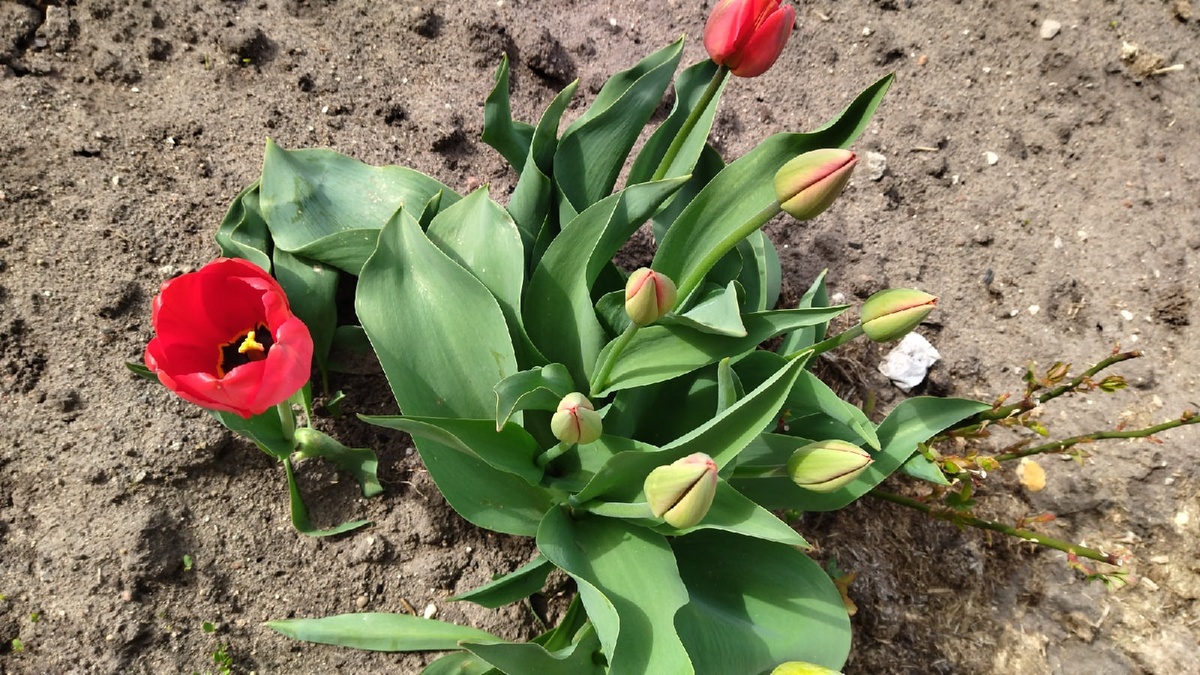 Тюльпаны в горшках. После отцветания ставим горшок с другим растением. Фото автора