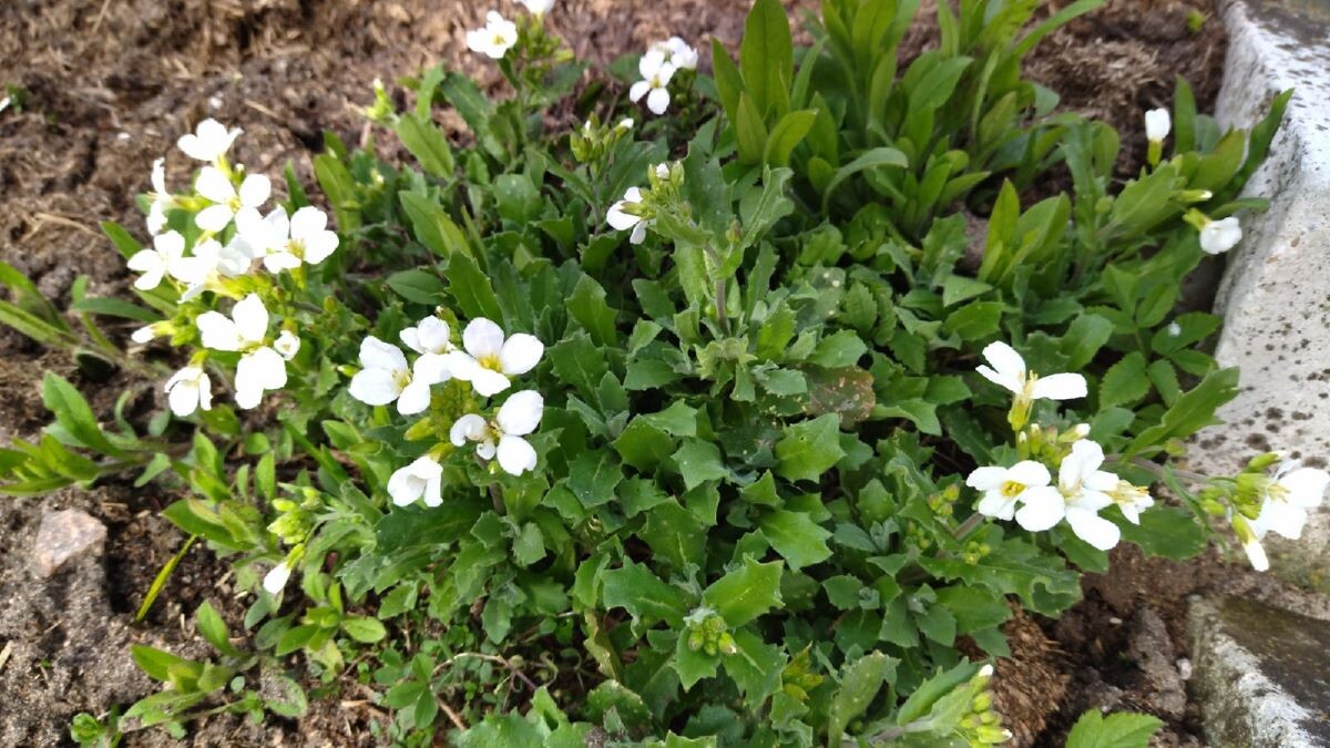 Первоцветы. Фото автора