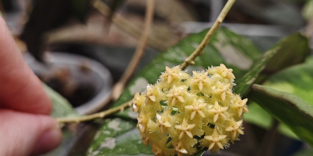 Дарите женщинам цветы