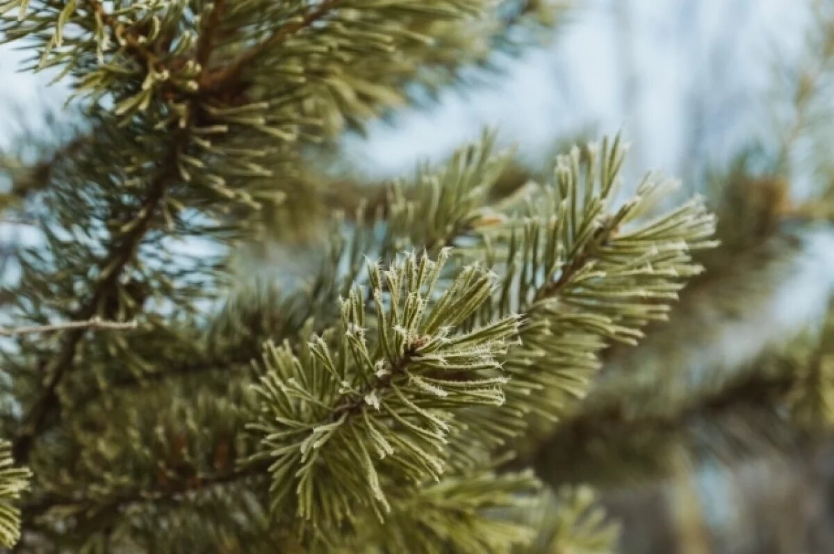    С 6 апреля в Тюмени официально открывается сезон риска лесных пожаров