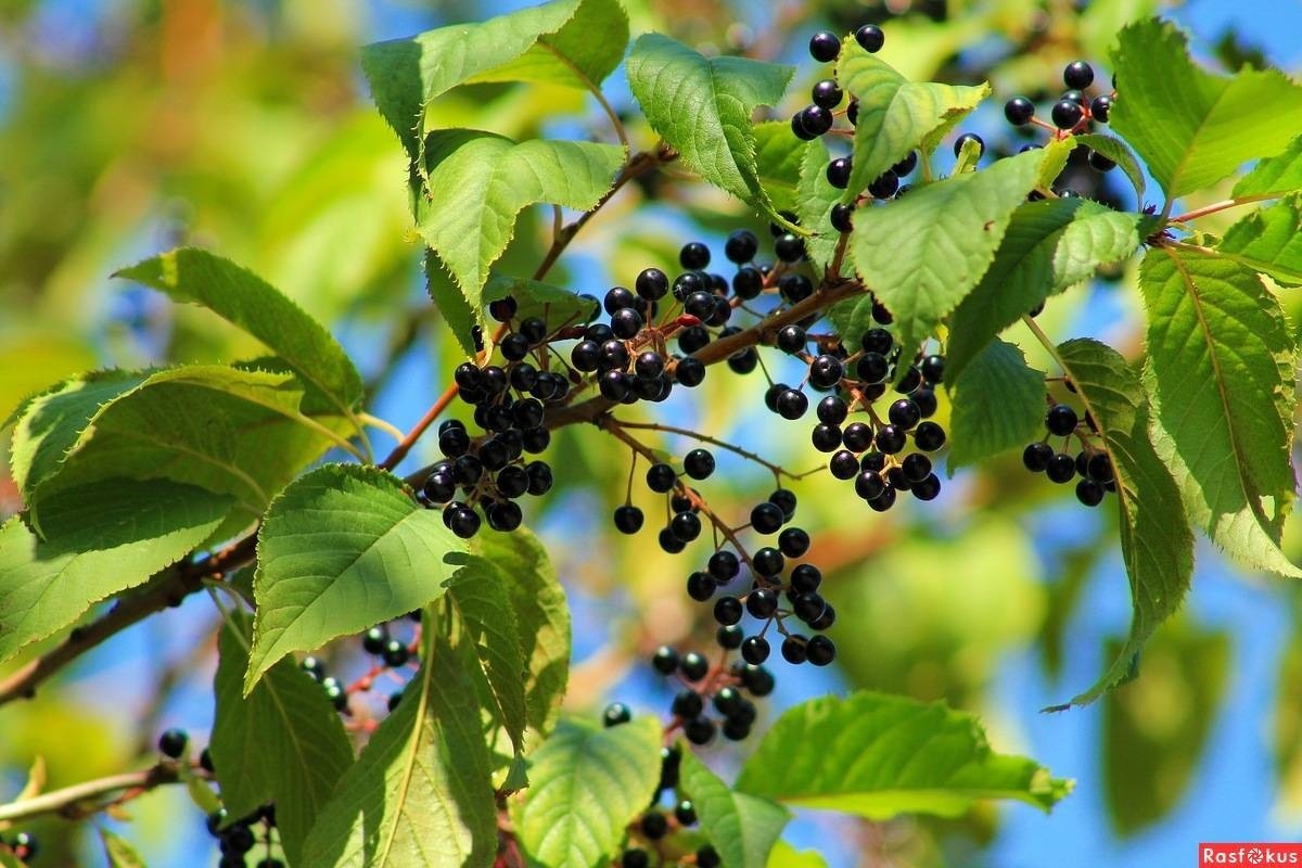 Фото с сайта: https://www.pravda.ru/gardening/1401166-bird_cherry/