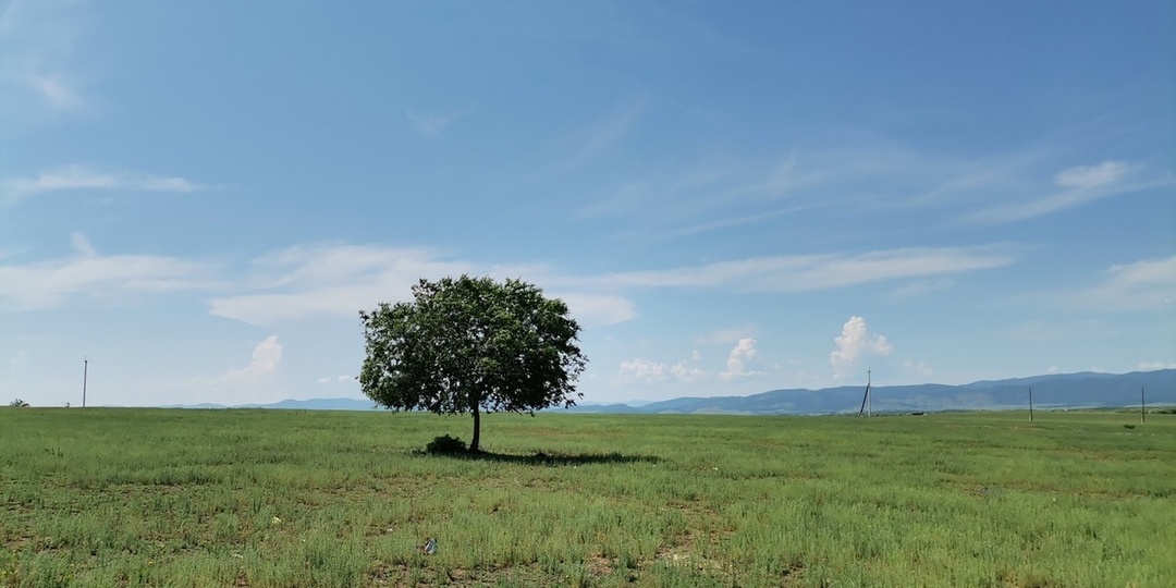 Экс-директора лесхоза в Бурятии будут судить за фиктивные отчеты о восстановлении лесов