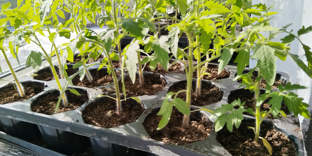 Рассада вытягивается, что надо сделать.