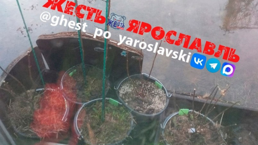    Жесть Ярославль