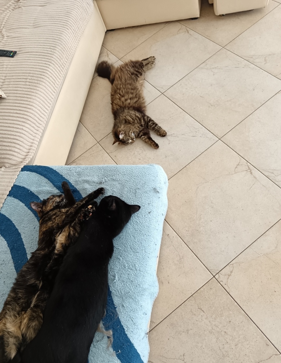 Пеструшка +Кабанчик. На полу Василий!