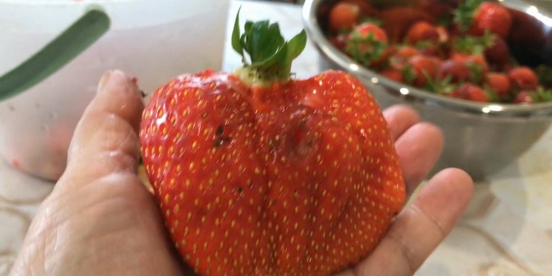 Клубника: здоровые кусты и отличный урожай без вредителей!