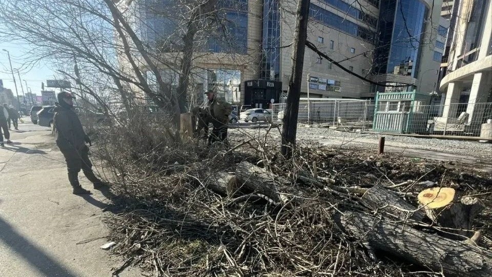 В Екатеринбурге неизвестные уничтожили липы на Малышева