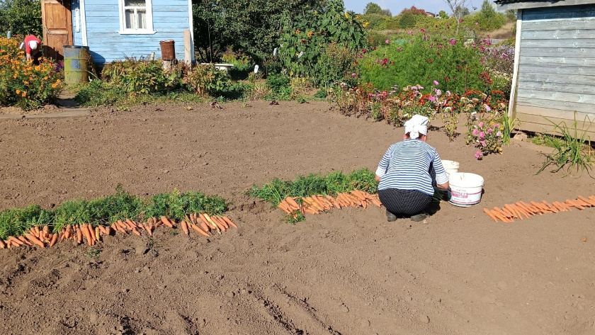    Фото progorod43.ru