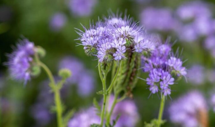 Phacelia