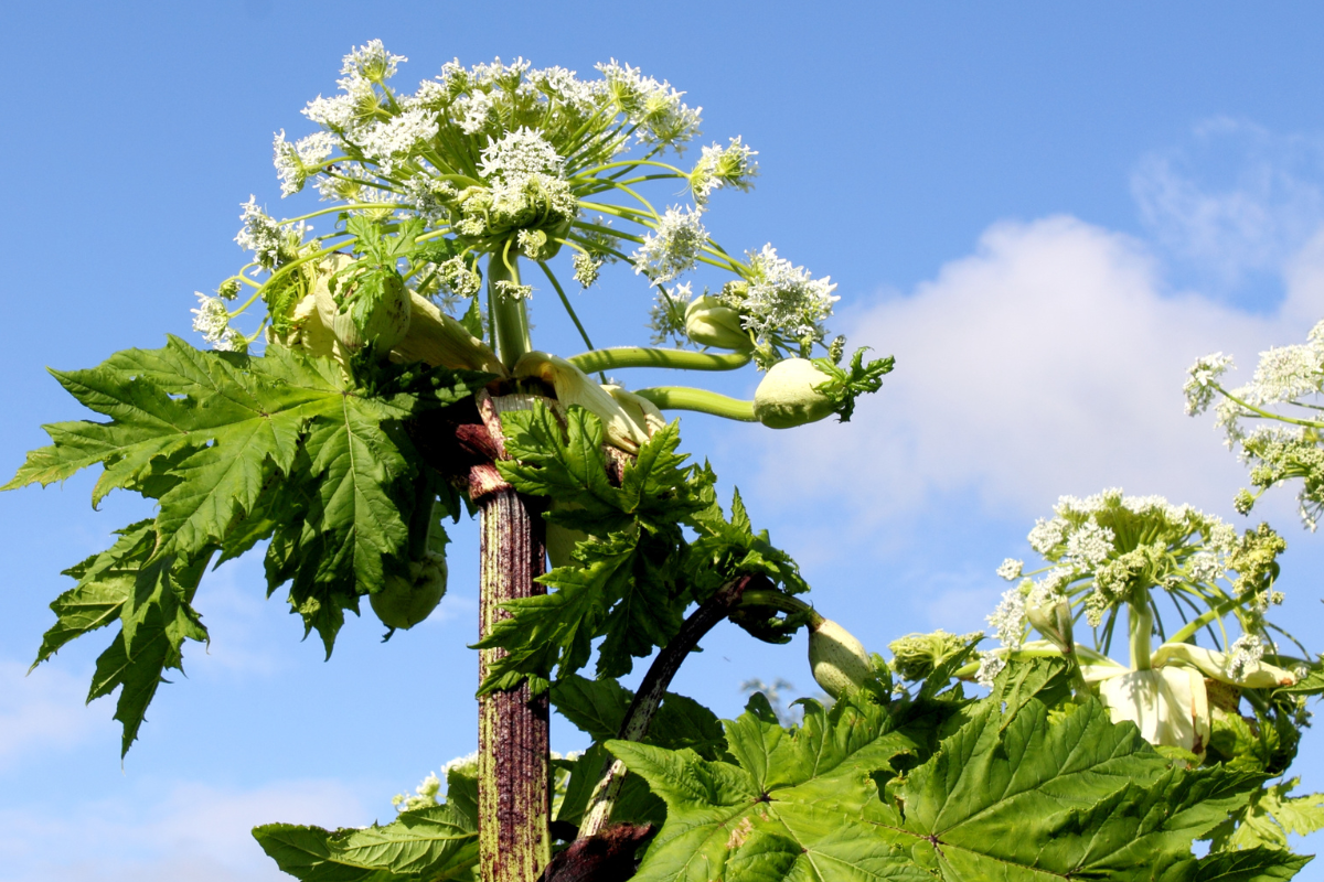 Общая стоимость инвазивных видов для общества составляет около 400 млрд долларов в год