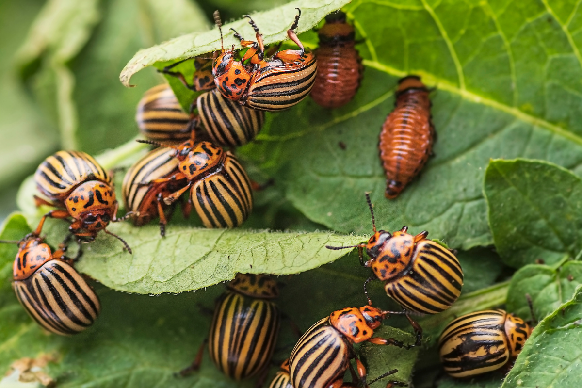 Десятки тысяч видов животных и растений распространились и акклиматизировались вдали от мест своего происхождения
