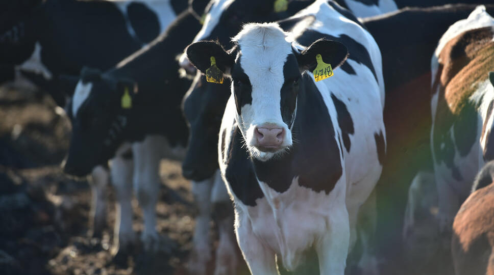 На Кубани поголовье крупного рогатого скота сократилось до 513 тыс. голов