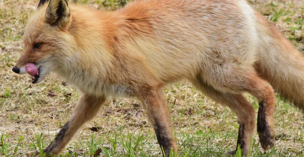 «Рогатый скот там не зарегистрирован»: главный ветеринар Емельяновского МО о карантине по бешенству