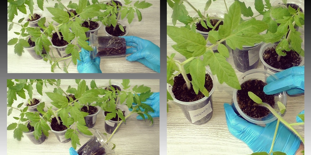 Важная 2 подкормка томатов после пикировки: проверенный способ из года в год — просто и эффективно