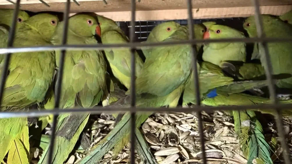    Самарская таможня