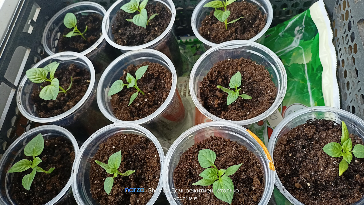 Перцы "Свечки"