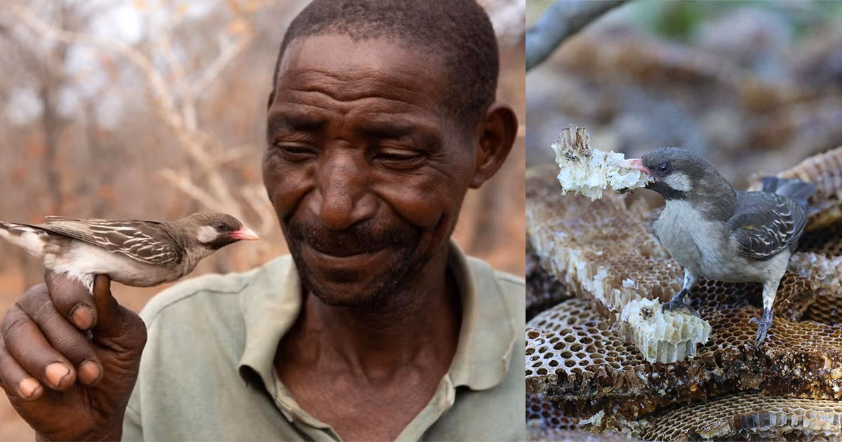 Claire Spottiswoode & Hugh Chittenden