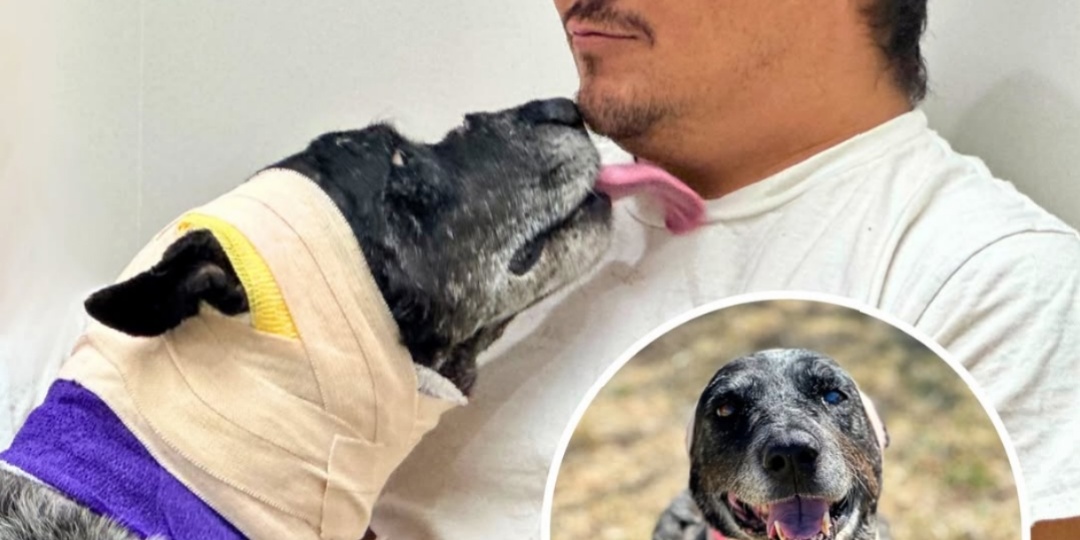 Собака спасла хозяев от медведя, но чуть не погибла