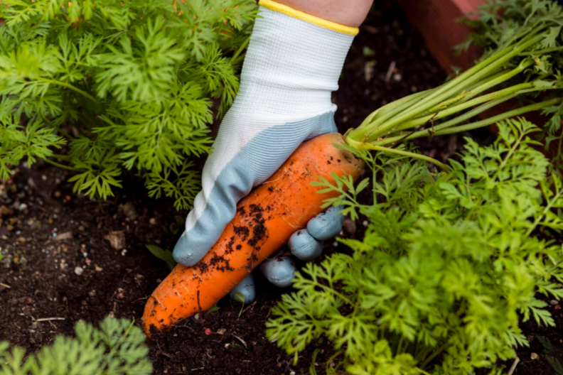 Как вырастить сладкую и крупную морковь: пошаговая инструкция