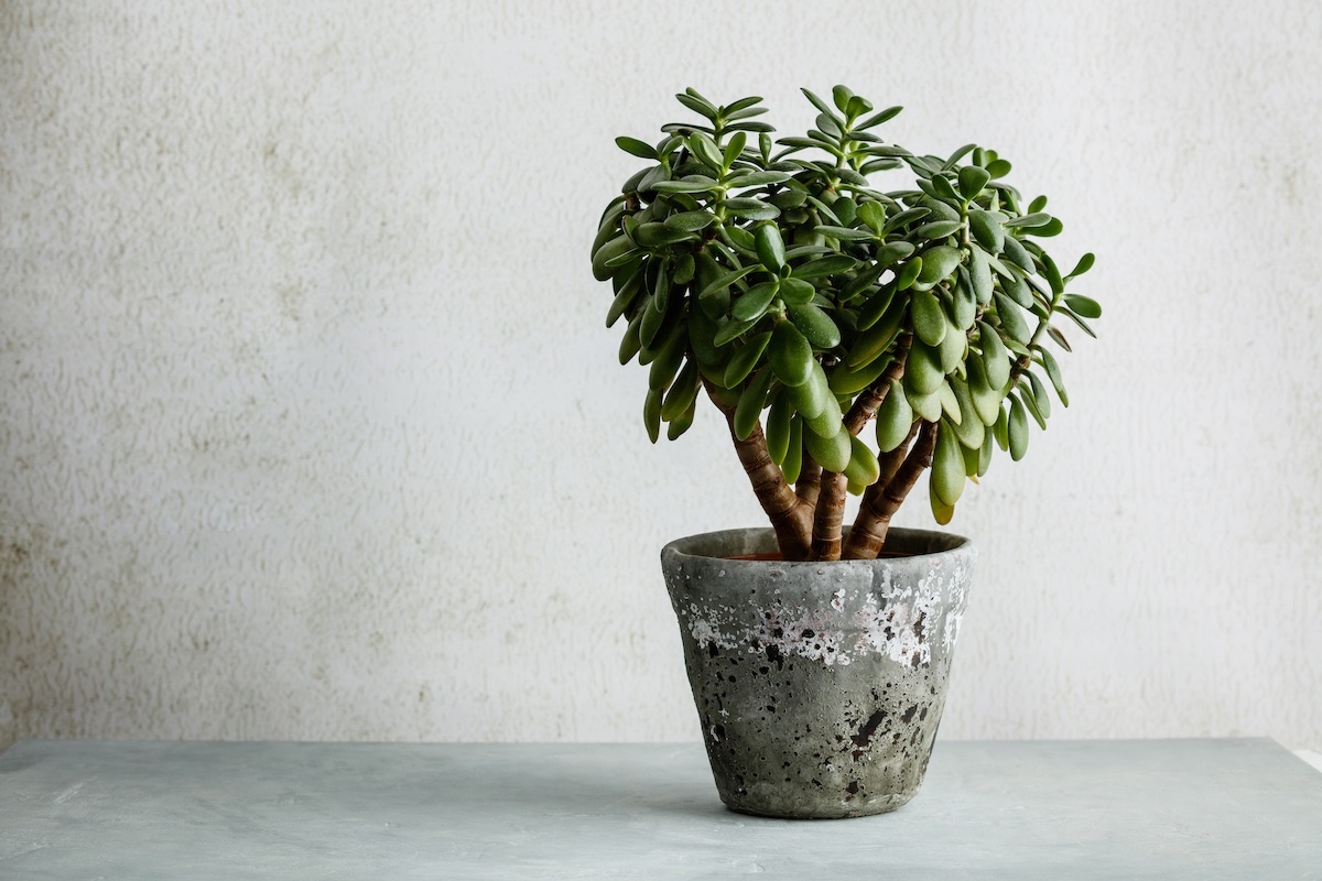 Фото с сайта: https://www.masterclass.com/articles/jade-plant-care-guide