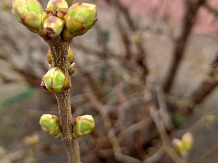 Веснаааа...она пришла!😍 Около дома сирень заготовила к распусканию листики