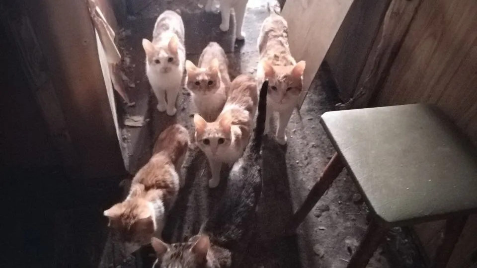 Десятки кошек выживают на молоке с хлебом!