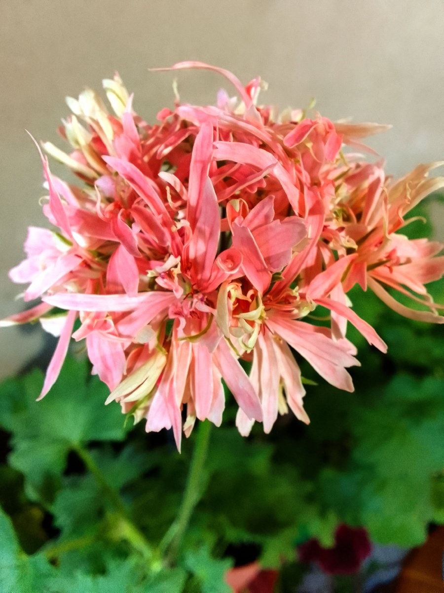 Красавица, правда?)