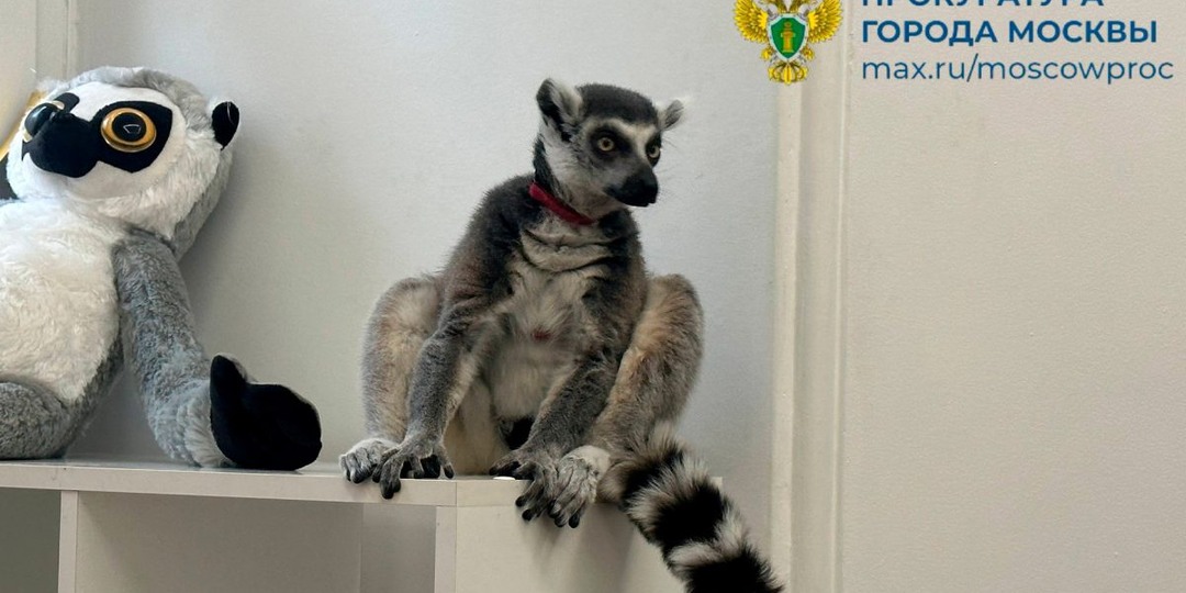 Кошачьего лемура изъяли из московского антикафе