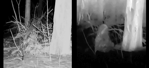 А также можно заметить, что из-за разницы температуры плотный кустарник выглядит как некий объект