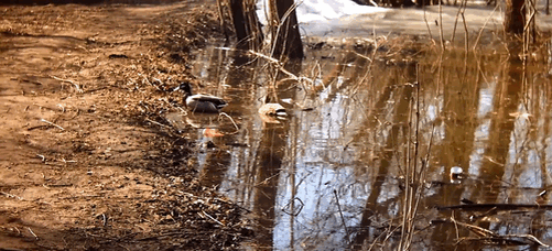 Отчетливо видны цвета оперения селезня и утки