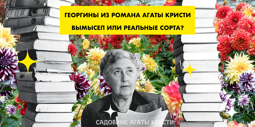 Георгины из романа Агаты Кристи: вымысел или реальные сорта?