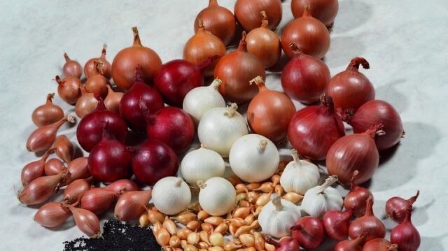 Многие огородники каждый год задаются одним и тем же вопросом: какой севок лучше взять на посадку?