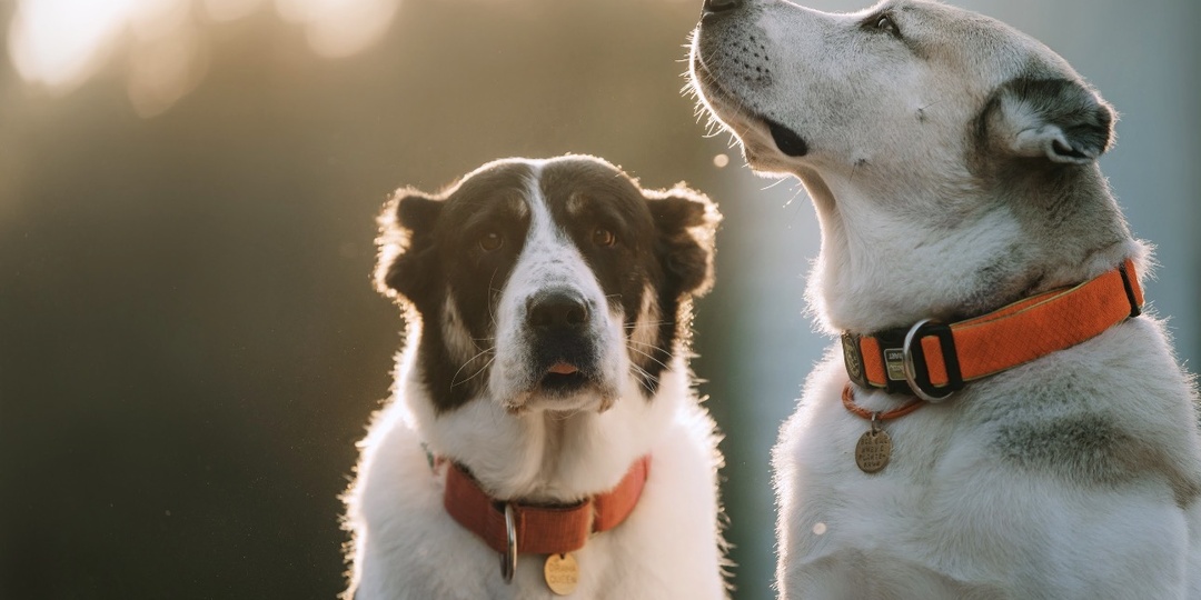 Чувствуют ли собаки несправедливость?
