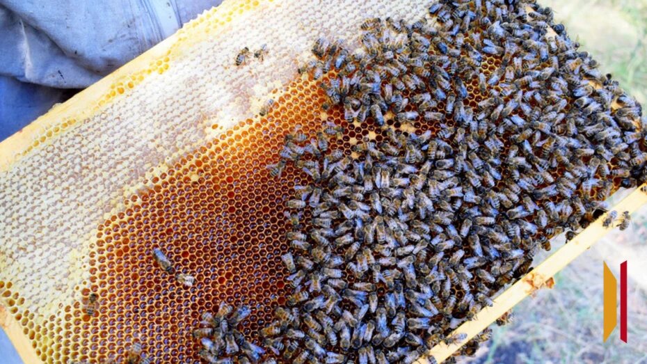 В Таловском районе пчеловод отсудил более 3 млн рублей из-за гибели пасеки