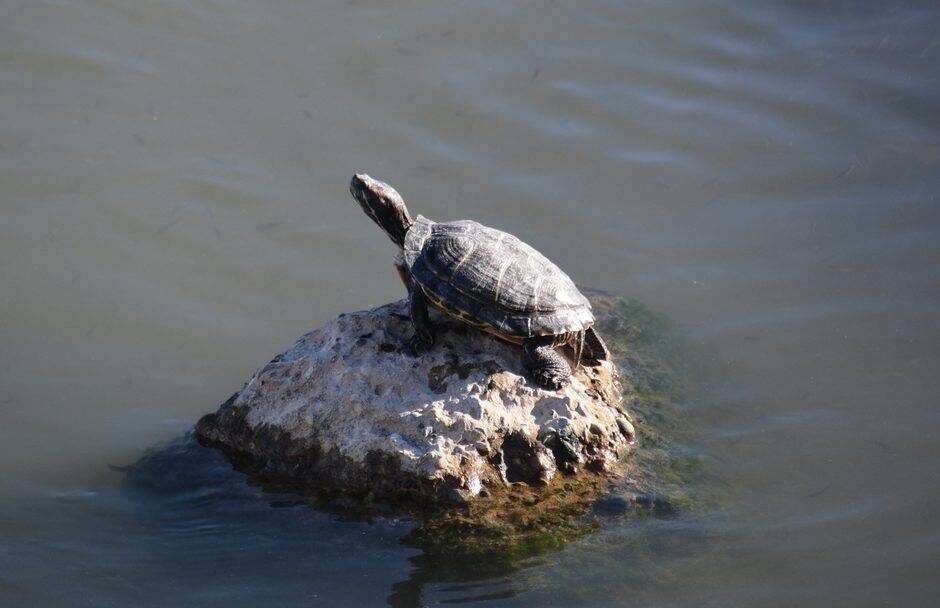 pavlovsk22,gosuslugi.ru