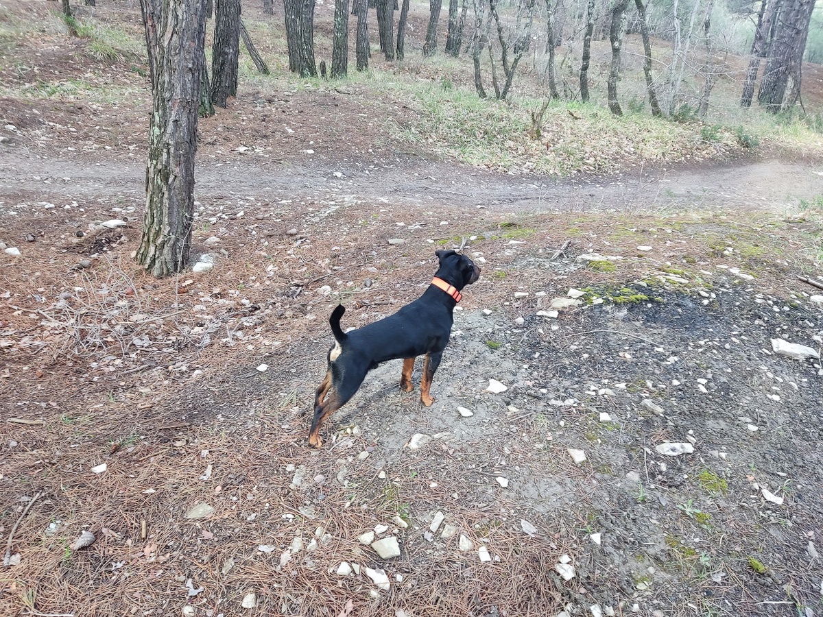 Почему собака ест фекалии и что с этим делать?