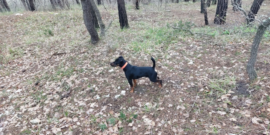 Почему собака ест фекалии и что с этим делать?