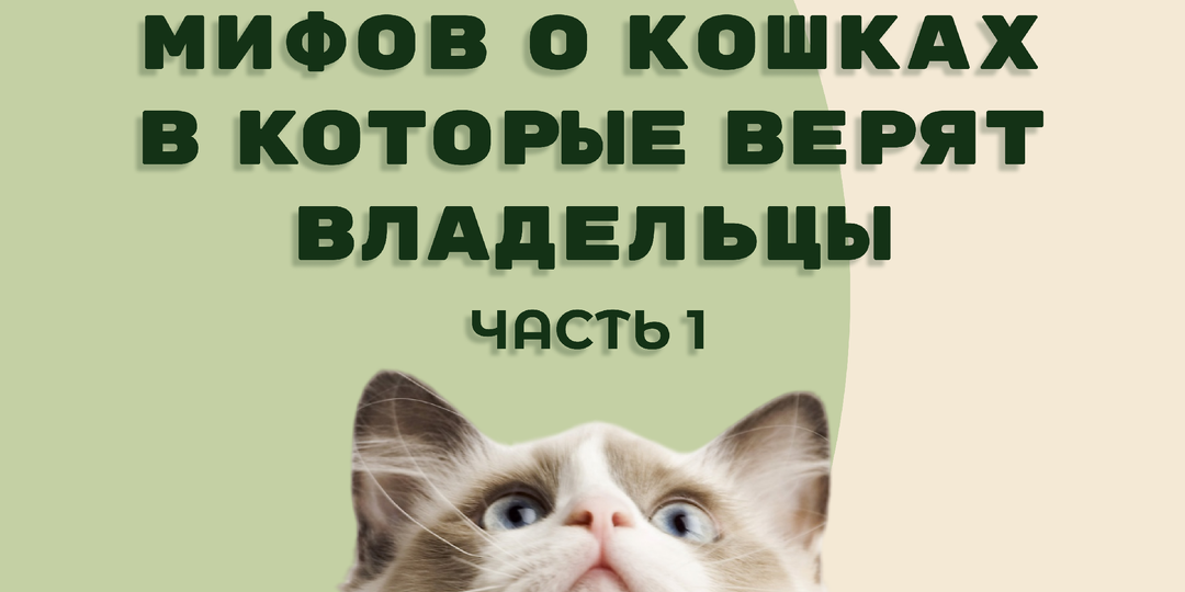 5 мифов о кошках, в которые верят владельцы. Часть 1